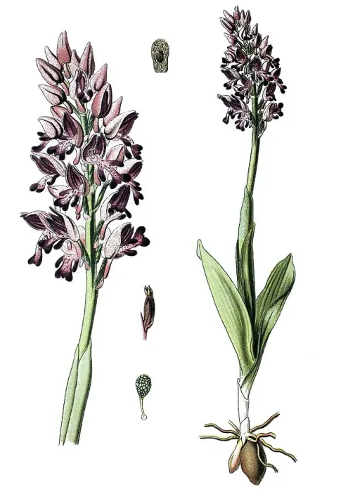 Framed Print : Military orchid (Orchis militaris)