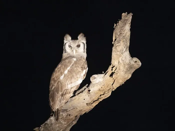 Framed Print : Milk eagle owl (Ketupa lactea) sitting on a tree Framed Print : Milk eagle owl (Ketupa lactea) sitting on a tree
