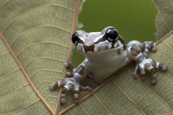 Framed Print : Milk frog peeping from a hole in a dried leaves