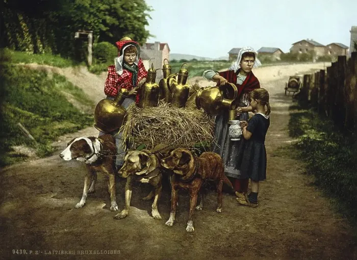 Framed Print : Milk seller with a cart pulled by dogs Framed Print : Milk seller with a cart pulled by dogs