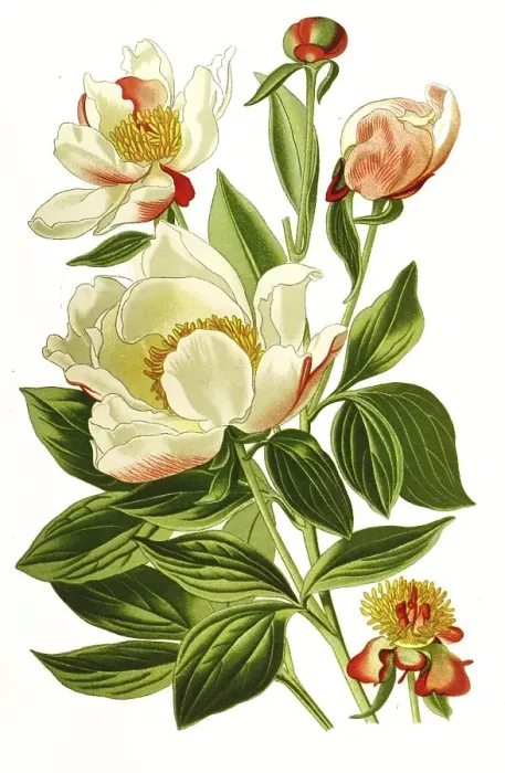 Framed Print : Milk White Peony or Chinese Peony