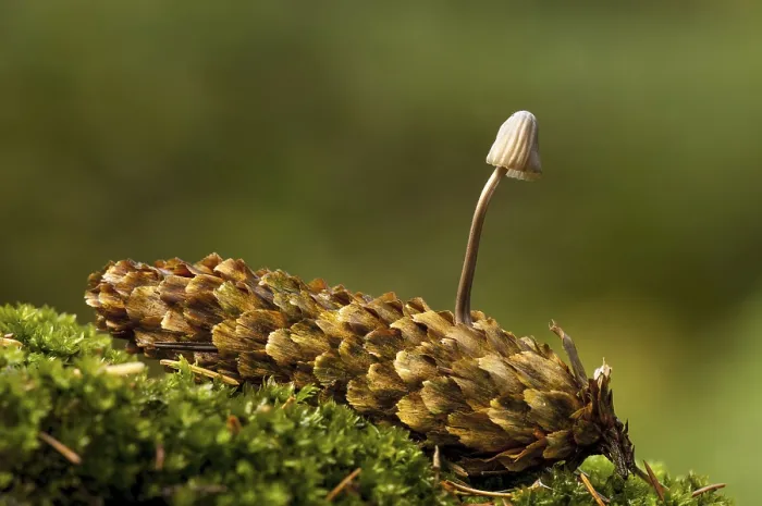 Framed Print : A milking bonnet (Mycena galopus)