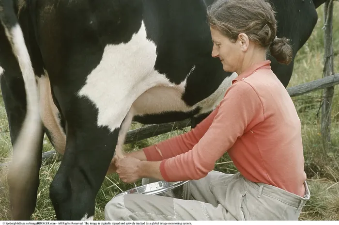 Framed Print : Milking cows in the 1970s. A woman sits beside her cow in a pasture Framed Print : Milking cows in the 1970s. A woman sits beside her cow in a pasture