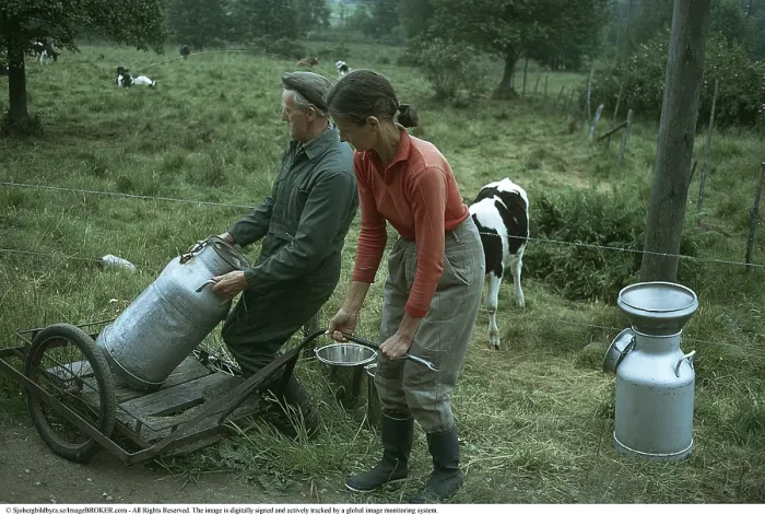 Framed Print : Milking cows in the 1970s. A woman sits beside her cow in a pasture