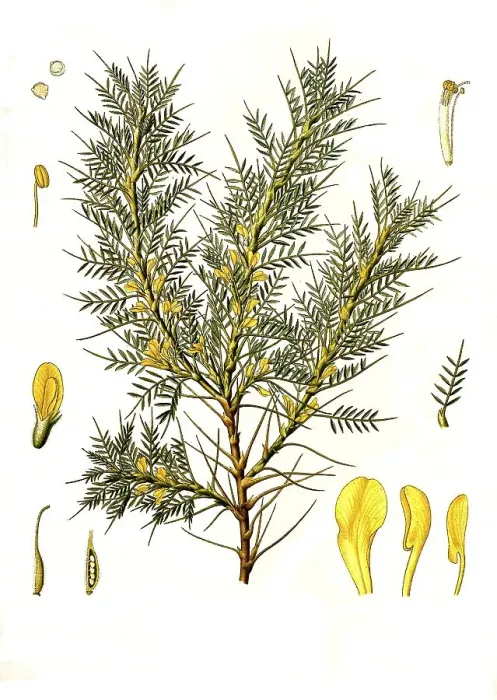 Framed Print : Milkvetch (Astragalus) adscendens Framed Print : Milkvetch (Astragalus) adscendens