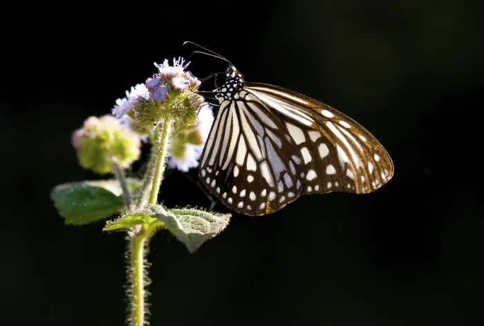 Framed Print : Milkweed butterfly and purple flower