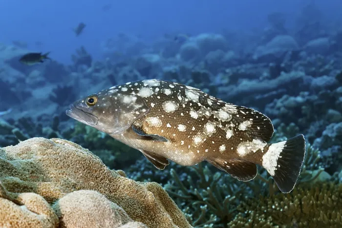 Framed Print : Milky ray grouper (Epinephelus caeruleopunctatus) with belly full of fish spawn Framed Print : Milky ray grouper (Epinephelus caeruleopunctatus) with belly full of fish spawn