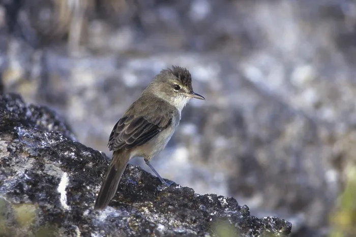 Framed Print : Millerbird, Nihoa Millerbird, Acrocephalus familiarus