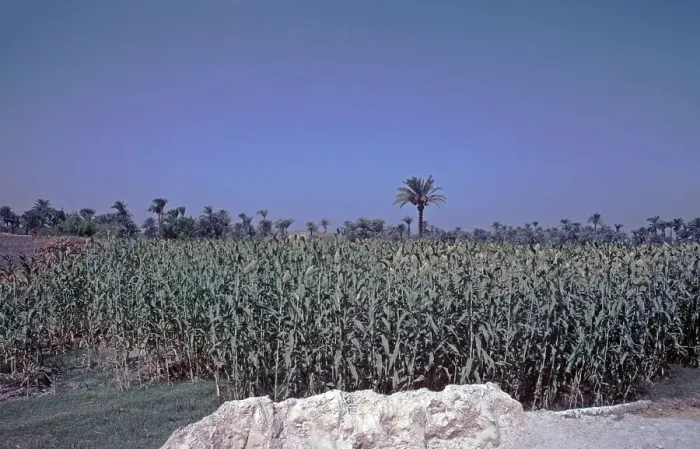 Framed Print : Millet field, palm trees, Nile Valley Framed Print : Millet field, palm trees, Nile Valley
