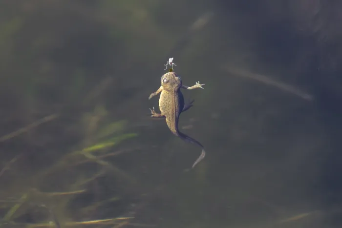Framed Print : Only a few millimetres separate the female pond newt (Lissotriton vulgaris)
