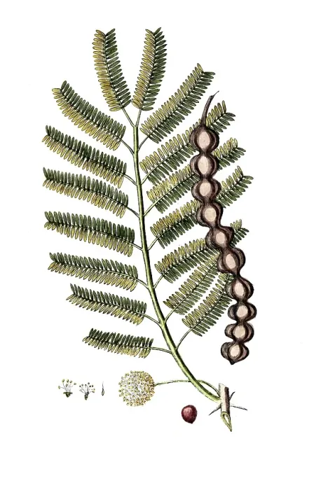 Framed Print : Mimosa nilotia, Egyptian Shield Thorn Framed Print : Mimosa nilotia, Egyptian Shield Thorn