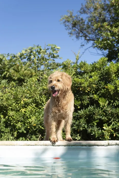 Framed Print : Mini Goldendoodle at the pool in summer heat