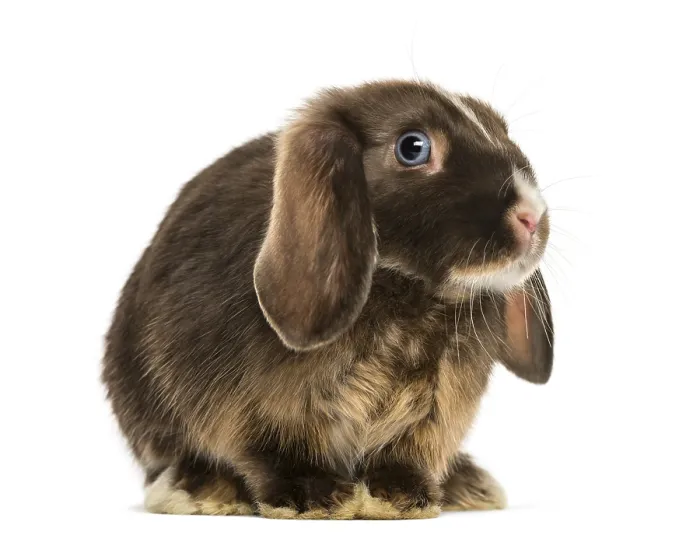 Framed Print : Mini lop rabbit standing, isolated on white Framed Print : Mini lop rabbit standing, isolated on white