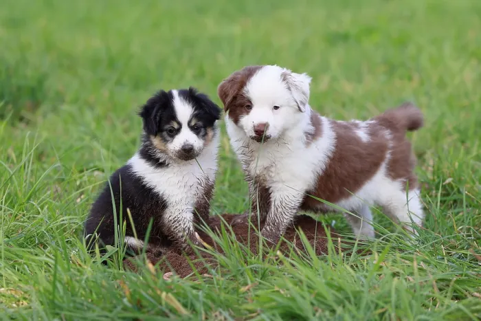 Framed Print : Miniature American Shepherd (Canis lupus familiaris) puppies