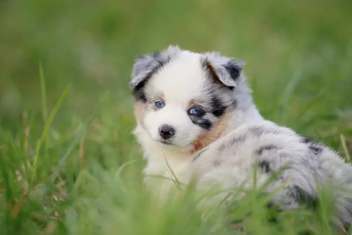 Framed Print : Miniature American Shepherd (Canis lupus familiaris) puppy
