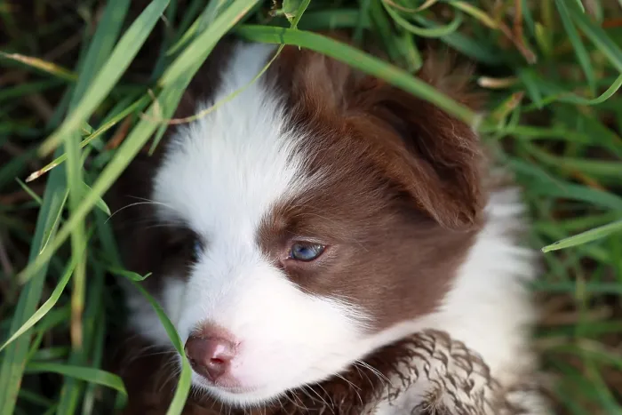 Framed Print : Miniature American Shepherd (Canis lupus familiaris) puppy