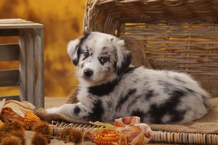 Framed Print : Miniature Australian Shepherd, puppy, 7 weeks