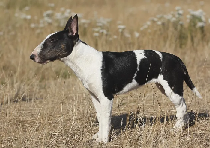 Framed Print : Miniature bull terrier, black-white