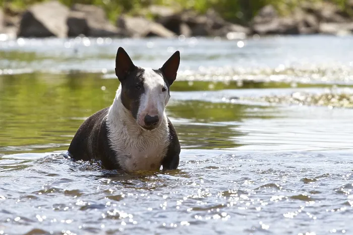 Framed Print : Miniature Bull Terrier cooling off in a river
