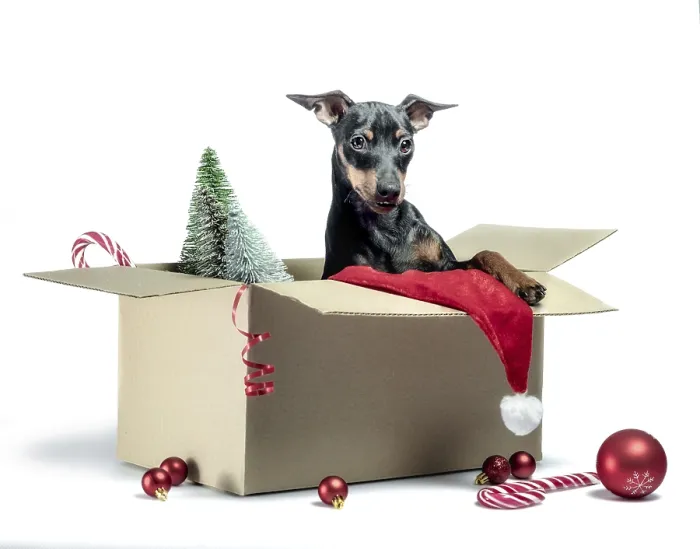 Framed Print : Miniature pinscher puppy sitting in a box with Christmas decor isolated on white background
