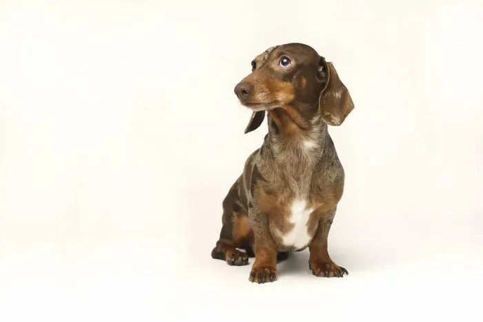 Framed Print : Miniature rabbit dachshund, marbled coat