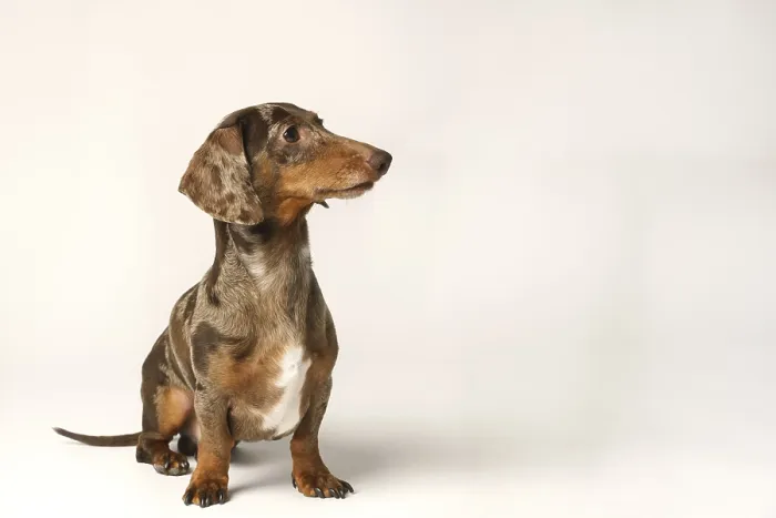 Framed Print : Miniature rabbit dachshund, marbled coat