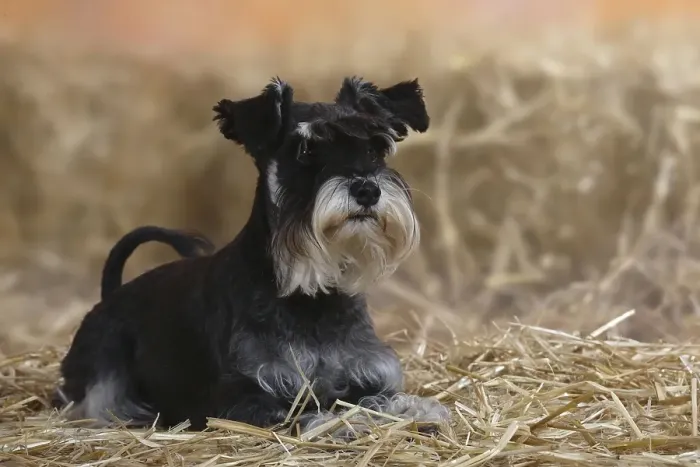 Framed Print : Miniature Schnauzer, black-silver, Schnauzer