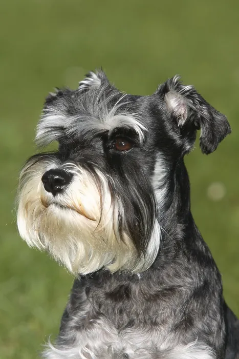 Framed Print : Miniature Schnauzer, black-silver, Schnauzer Framed Print : Miniature Schnauzer, black-silver, Schnauzer