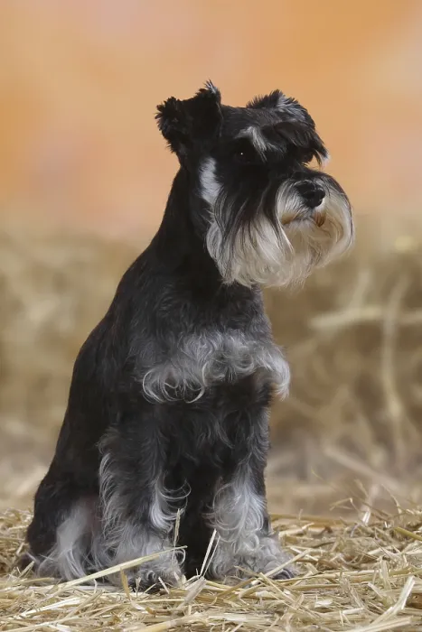 Framed Print : Miniature Schnauzer, black-silver, Schnauzer Framed Print : Miniature Schnauzer, black-silver, Schnauzer