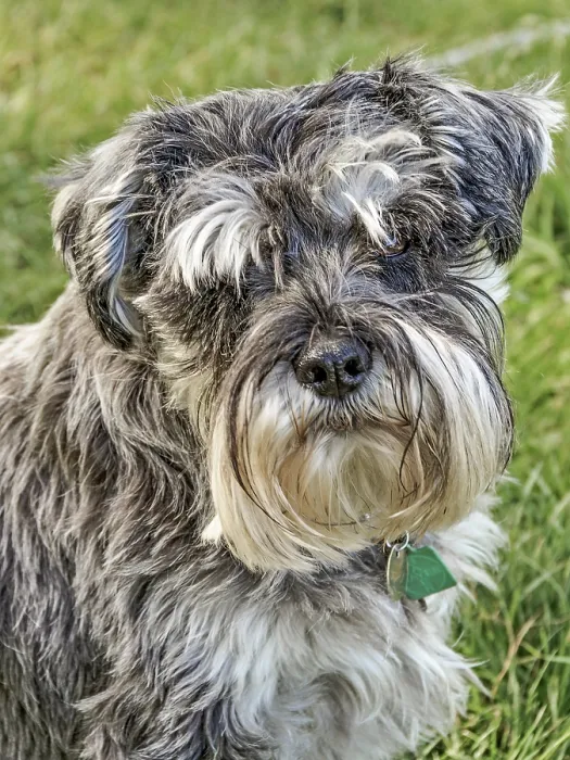 Framed Print : Miniature Schnauzer Dog