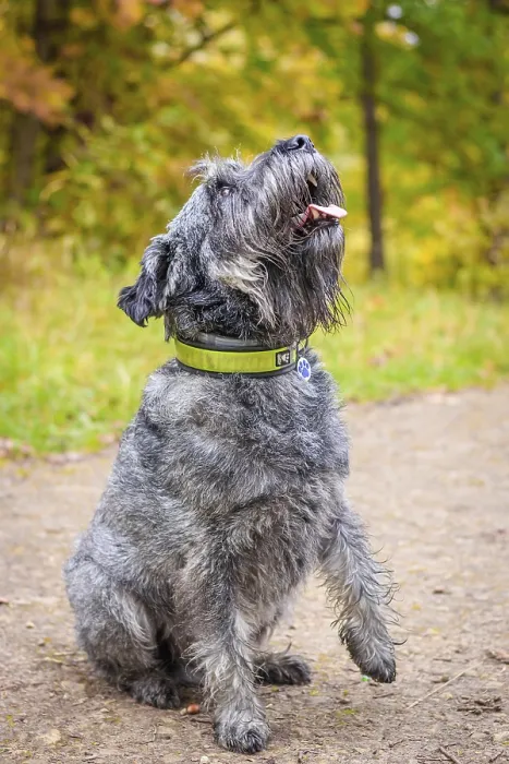 Framed Print : Miniature schnauzer dog for a walk in the autumn park Framed Print : Miniature schnauzer dog for a walk in the autumn park