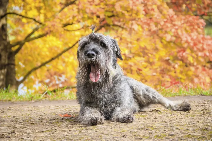 Framed Print : Miniature schnauzer dog for a walk in the autumn park Framed Print : Miniature schnauzer dog for a walk in the autumn park