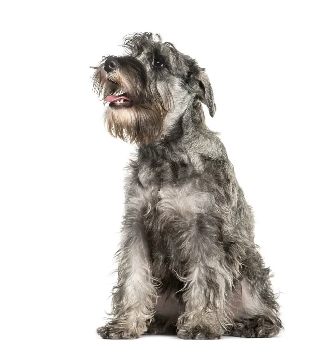 Framed Print : Miniature Schnauzer sitting in front of white background