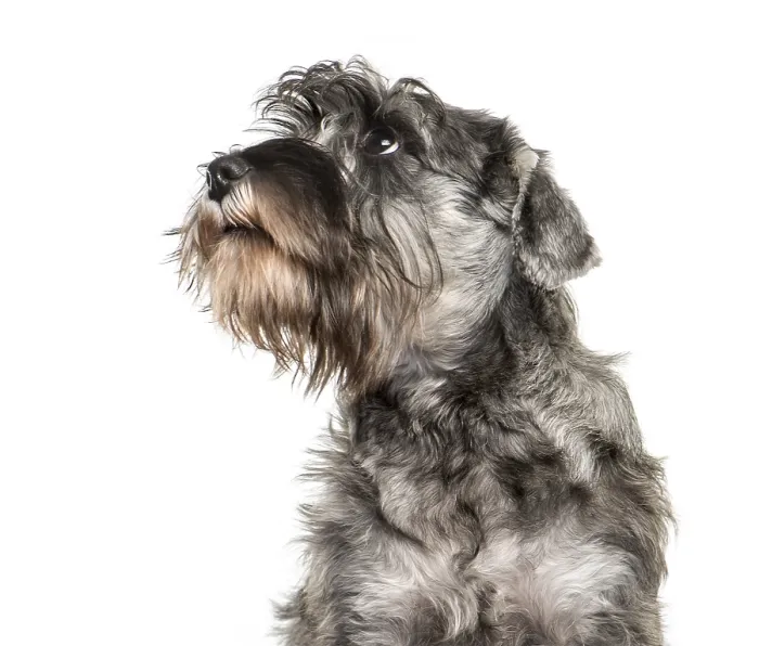 Framed Print : Miniature Schnauzer in front of white background