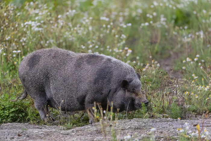 Framed Print : One Minipig, Sus scrofa domesticus