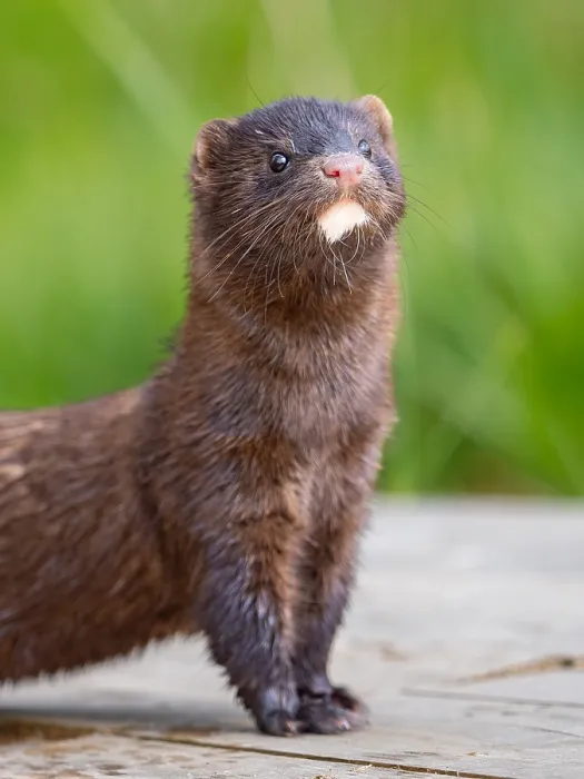 Framed Print : A mink looks interested Framed Print : A mink looks interested