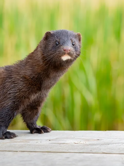 Framed Print : A mink looks interested Framed Print : A mink looks interested