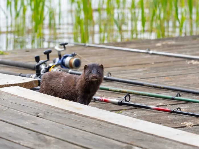 Framed Print : A mink stands between fishing tackle Framed Print : A mink stands between fishing tackle