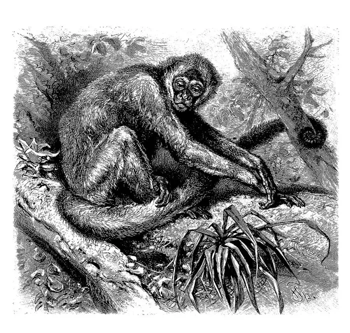 Framed Print : Miriki, spider monkey, Ateles hypoxanthus Framed Print : Miriki, spider monkey, Ateles hypoxanthus