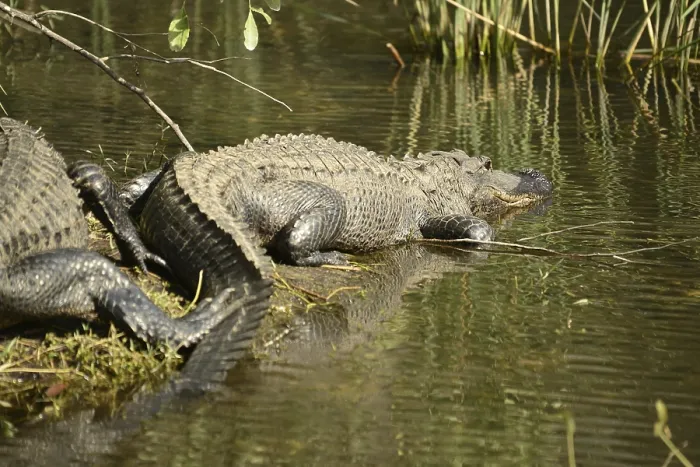Framed Print : Mississippi alligator (Alligator mississipiensis)