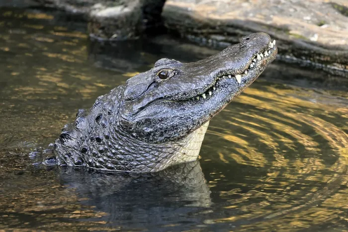 Framed Print : Mississippi Alligator (Alligator mississippiensis) Framed Print : Mississippi Alligator (Alligator mississippiensis)