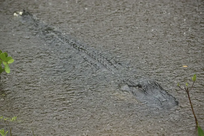 Framed Print : Mississippi alligator (Alligator mississippiensis)