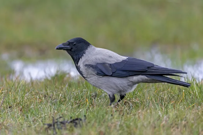 Framed Print : Mist crows (Corvus cornix) are very observant Framed Print : Mist crows (Corvus cornix) are very observant
