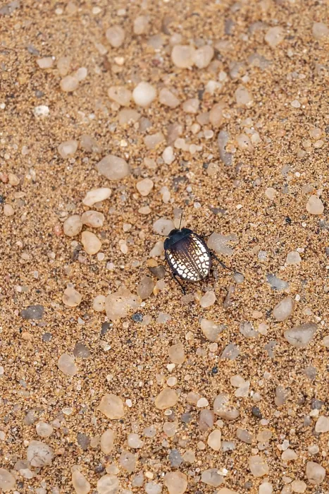 Framed Print : Mist drinker beetle, Tenebrionidae