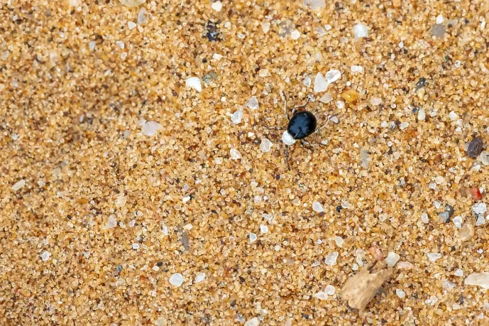 Framed Print : Mist drinker beetle, Tenebrionidae Framed Print : Mist drinker beetle, Tenebrionidae
