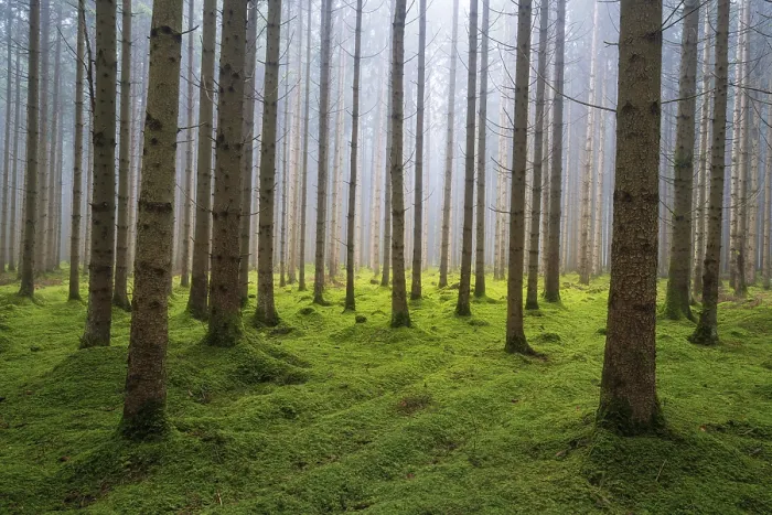 Framed Print : Mist in the morning in forest of conifer trees near Ulm Framed Print : Mist in the morning in forest of conifer trees near Ulm