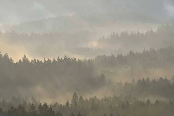 Framed Print : Mist rising from the forest, in the morning