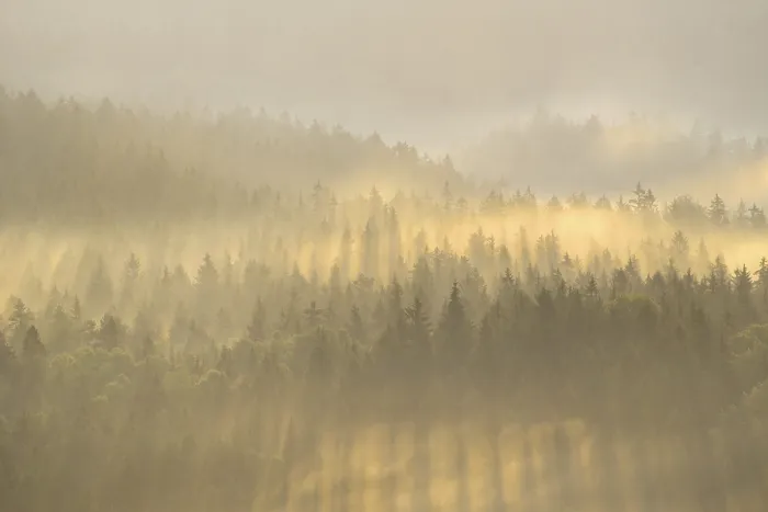 Framed Print : Mist rising from the forest, in the morning