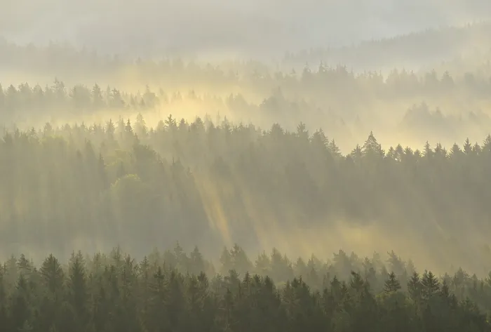Framed Print : Mist rising from the forest, in the morning