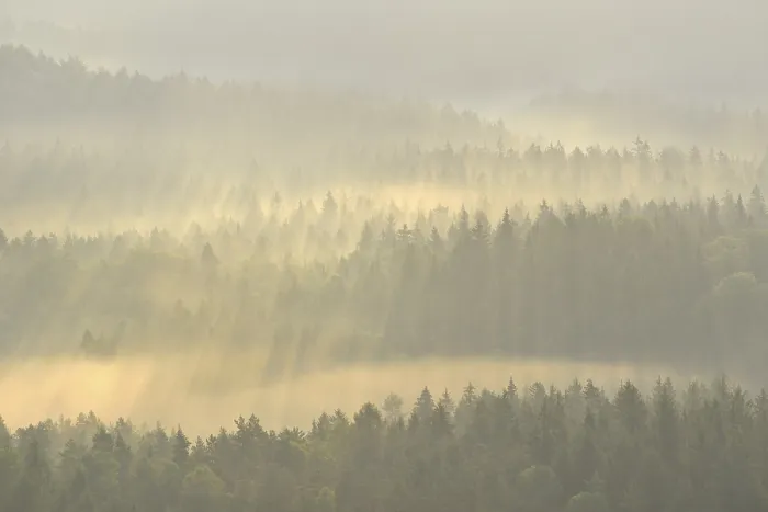 Framed Print : Mist rising from the forest, in the morning